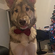 Flash a rejoint le concours — aidez-le/la à gagner de superbes lots ! animal, bow_tie, canine, chair, christmas_tree, cute, decorations, dog, domestic_animal, ears, festive, fur, furniture, holiday_decor, indoor, living_room, pet, portrait, sitting, tongue