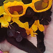 Chuckles is registered to the contest to win money with this photo: accessory, animal, black_cat, cat, closeup, costume, cozy, cute, flower_lei, funny, indoor, pet, pineapple_sunglasses, purple_flowers, relaxing, resting, soft_surface, sunglasses, tropical_theme, yellow_flowers