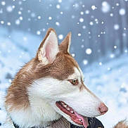 Koda is registered to the contest to win money with this photo: animal, brown, canine, cold, dog, ears, fluffy, fur, harness, husky, leash, nature, outdoor, pet, portrait, side_view, snow, tongue, white, winter