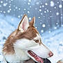 animal, brown, canine, cold, dog, ears, fluffy, fur, harness, husky, leash, nature, outdoor, pet, portrait, side_view, snow, tongue, white, winter