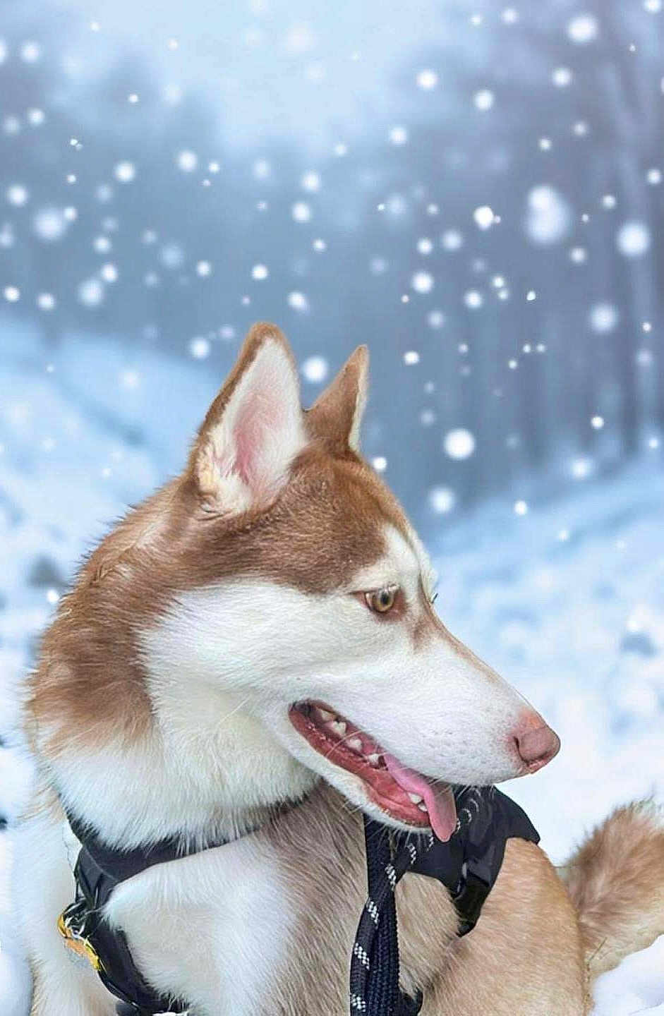 Koda