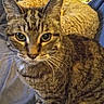 cat, tabby_cat, pet, animal, feline, sitting, curious, green_eyes, whiskers, fur, striped, indoor, cushion, fabric, cozy, home, closeup, looking, resting, domestic_animal