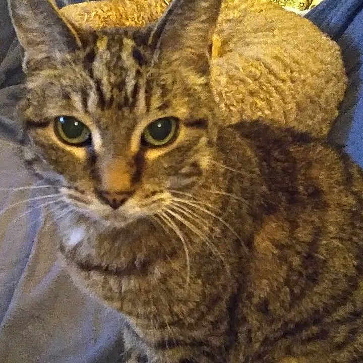 Sable