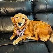 Paisley joined the competition — help win amazing prizes! animal, bandana, canine, comfortable, cute, dog, domestic_animal, friendly, fur, golden_retriever, home, indoor, leather_couch, pet, portrait, relaxed, resting, sitting, smiling, tail
