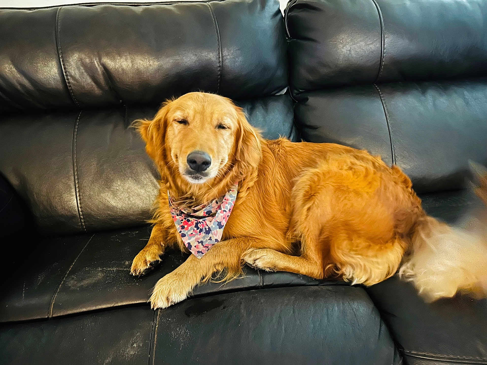 Paisley