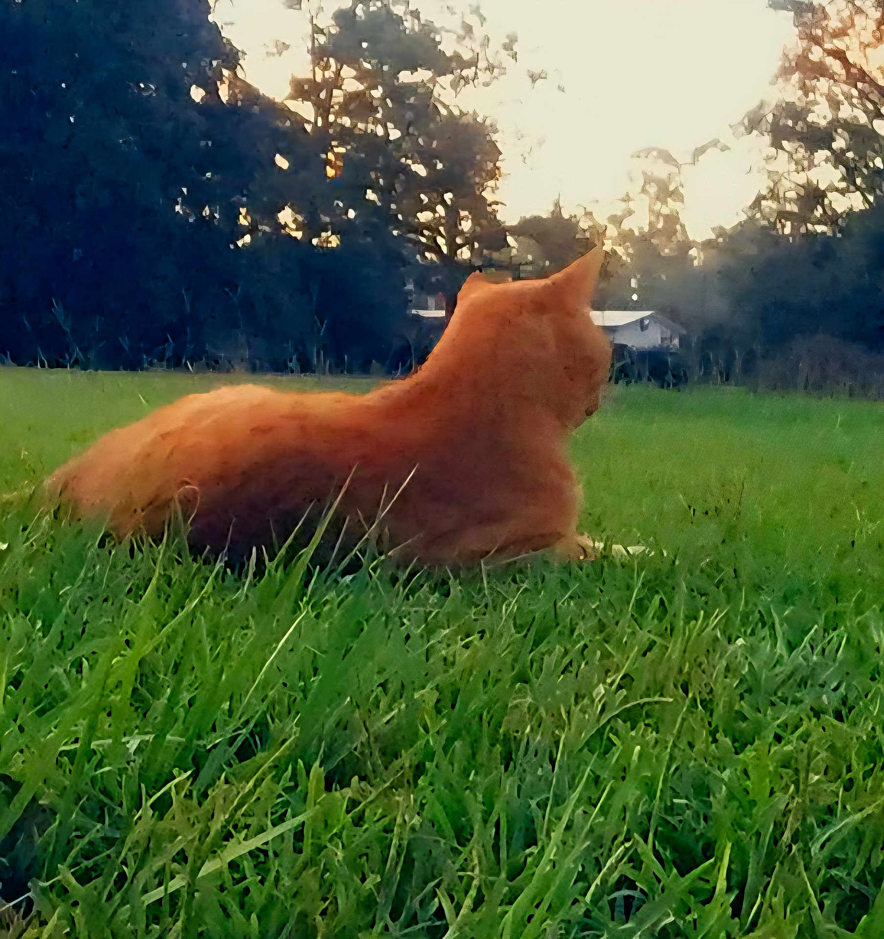 Mr.orange