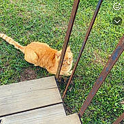 Mr.orange joined the competition — help win amazing prizes! animal, calm, cat, closeup, curious, daylight, domestic_animal, feline, grass, greenery, metal_railings, nature, orange_cat, outdoor, pet, resting, rust, stairs, wood, wooden_deck
