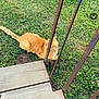 animal, calm, cat, closeup, curious, daylight, domestic_animal, feline, grass, greenery, metal_railings, nature, orange_cat, outdoor, pet, resting, rust, stairs, wood, wooden_deck