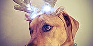 Tokyo participe au concours pour gagner de l'argent avec cette photo : dog, reindeer_antennae, light_up_accessory, brown_dog, pet, festive, costume, portrait, side_view, indoors, animal, cute, holiday, christmas, decorative, wearable, looking_away, closeup, fur, collar