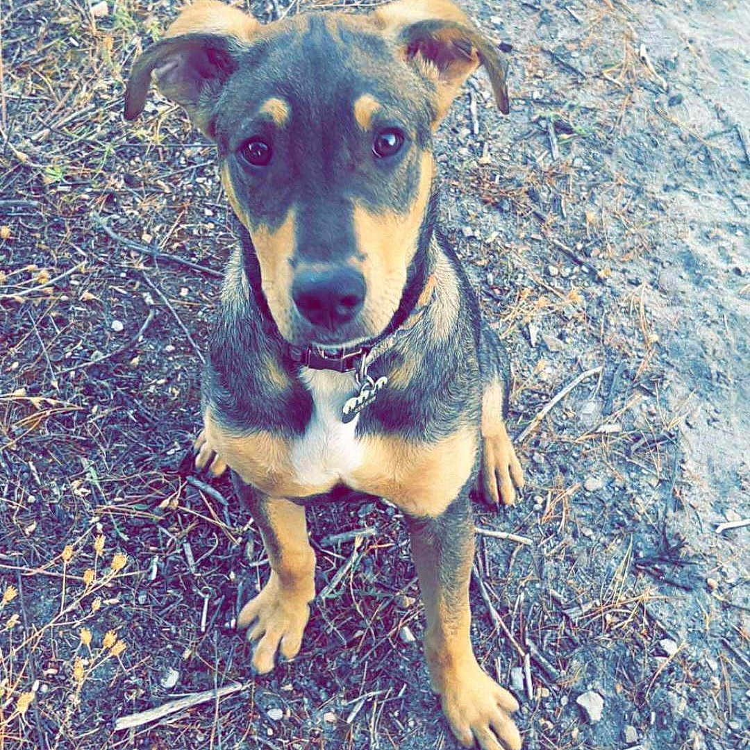 Gixxer is registered to the contest to win money with this photo: attentive, brown_coat, collar, cute, dirt, dog, dog_tag, dried_grass, ears, eyes, ground, looking_up, nature, outdoors, paws, portrait, puppy, sitting, snout, twigs