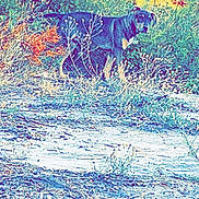 Gixxer is registered to the contest to win money with this photo: animal, bushes, canine, dirt_ground, dog, eyes, field, fur, grass, looking_back, nature, outdoor, saturated_colors, shrubs, single_animal, snout, standing, trail, vintage_filter, weeds