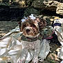 Jersey is registered to the contest to win money with this photo: animal, blanket, bow, canine, cute, decorative, dog, fur, leaf, nature, outdoor, pet, portrait, resting, rock, shadows, small_dog, sparkly_outfit, sunlight, white_bow