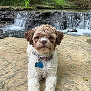 Jersey joined the competition — help win amazing prizes! animal, brown_and_white, canine, collar, curly_fur, dog, forest, fur, greenery, laying_down, nature, outdoor, peaceful, pet_tag, puppy, relaxed, rock, scenic, water, waterfall