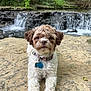 dog, puppy, curly_fur, outdoor, waterfall, rock, nature, greenery, collar, pet_tag, relaxed, animal, canine, fur, brown_and_white, laying_down, scenic, forest, water, peaceful