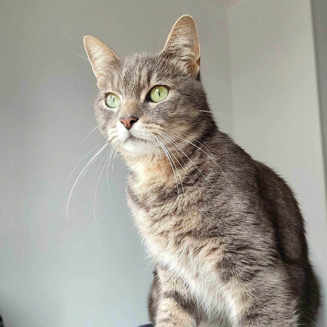 Pixel