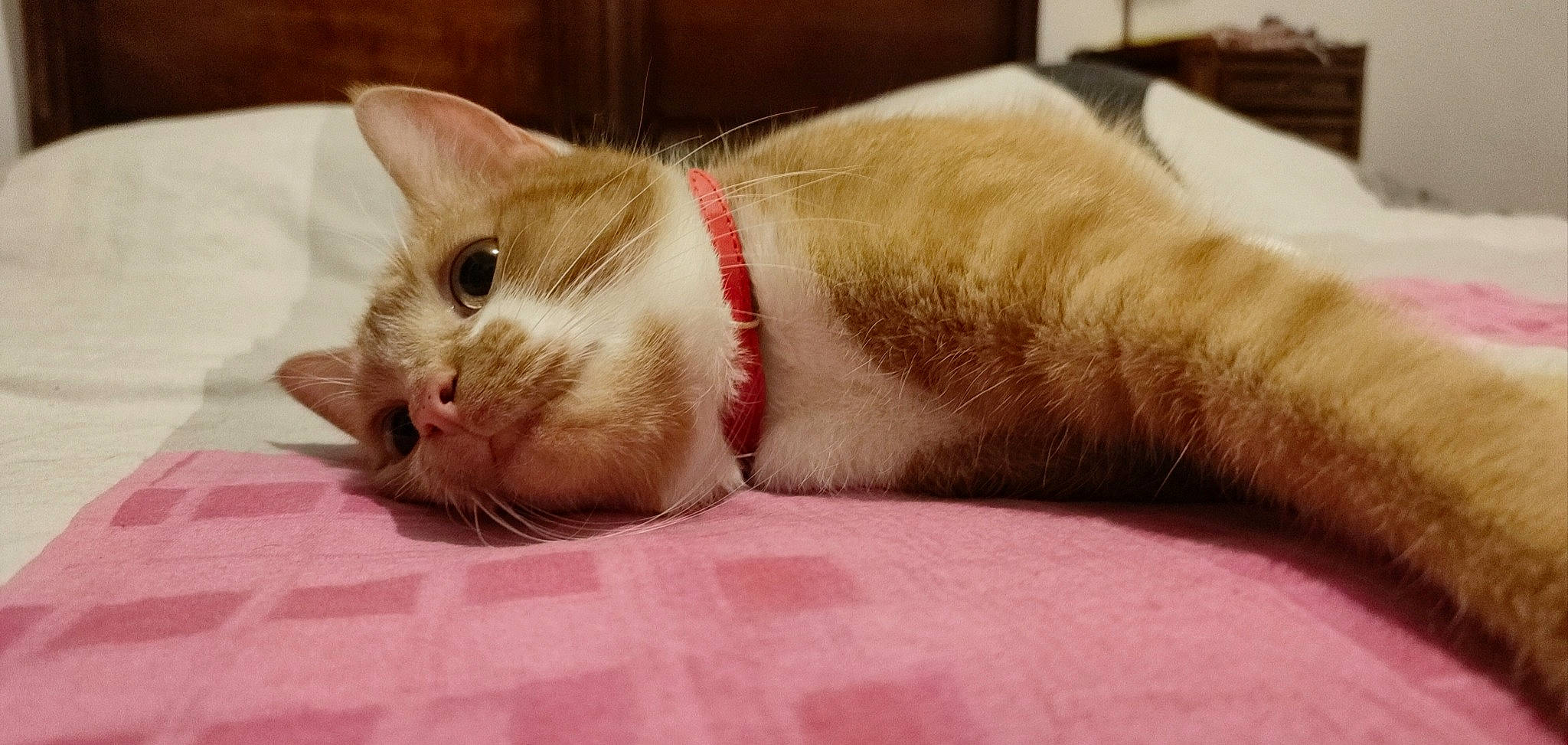 Soquette participe au concours pour gagner de l'argent avec cette photo : carmine, carnivore, cat, cat_furniture, cat_supply, claw, close_up, comfort, domestic_short_haired_cat, eye, fawn, felidae, fur, linens, nap, paw, sleep, small_to_medium_sized_cats, tail, whiskers
