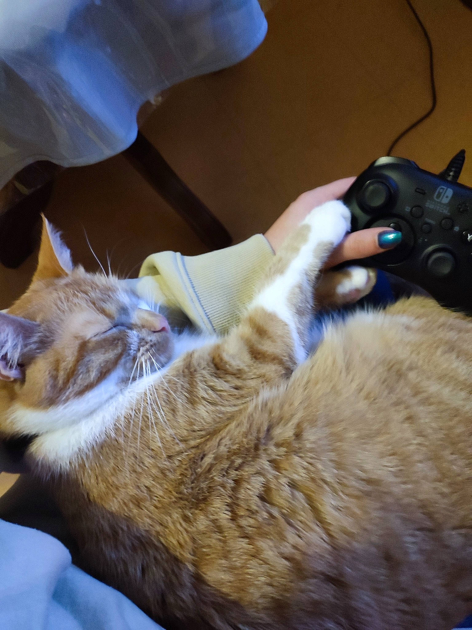 Soquette a rejoint le concours — aidez-le/la à gagner de superbes lots ! audio_equipment, carnivore, cat, comfort, domestic_short_haired_cat, ear, fawn, felidae, fur, gadget, game_controller, input_device, joystick, lap, mammal, small_to_medium_sized_cats, snout, tail, toy, whiskers