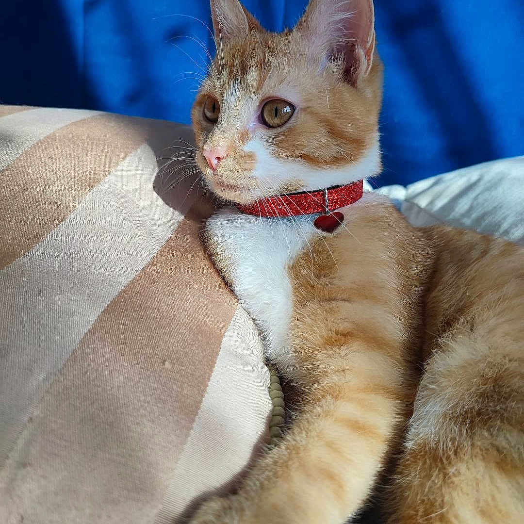 Soquette