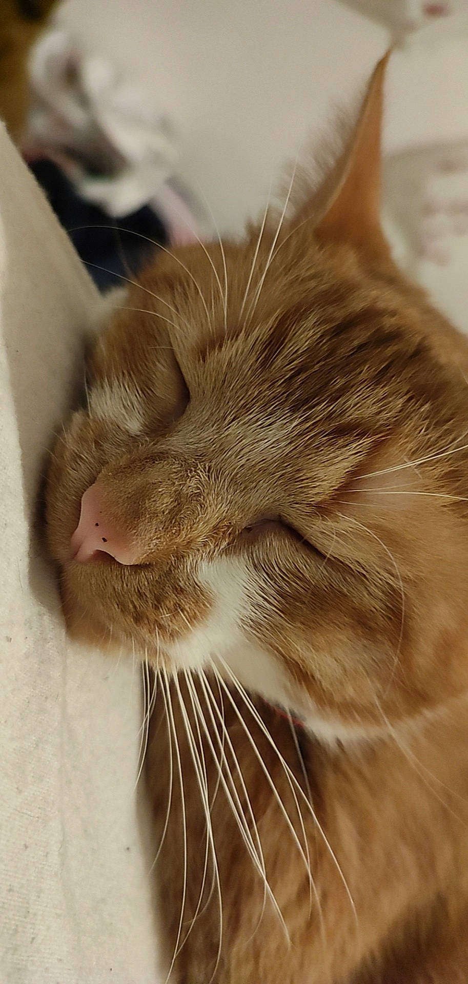 Soquette a rejoint le concours — aidez-le/la à gagner de superbes lots ! carnivore, cat, comfort, domestic_short_haired_cat, ear, felidae, fur, paw, small_to_medium_sized_cats, snout, whiskers