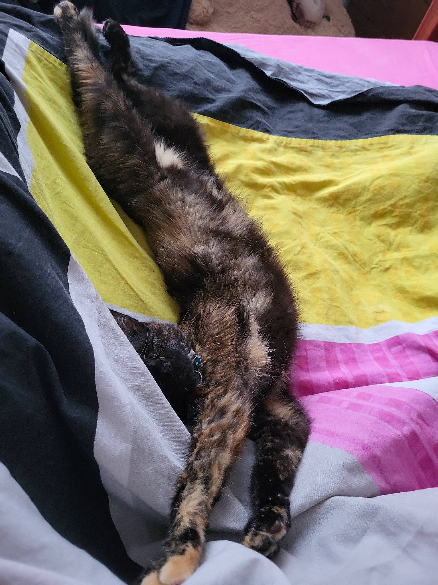 Thalya participe au concours pour gagner de l'argent avec cette photo : canidae, carnivore, claw, comfort, companion_dog, dog_breed, felidae, foot, fur, human_leg, linens, magenta, paw, small_to_medium_sized_cats, sporting_group, tail, terrestrial_animal, thigh, whiskers