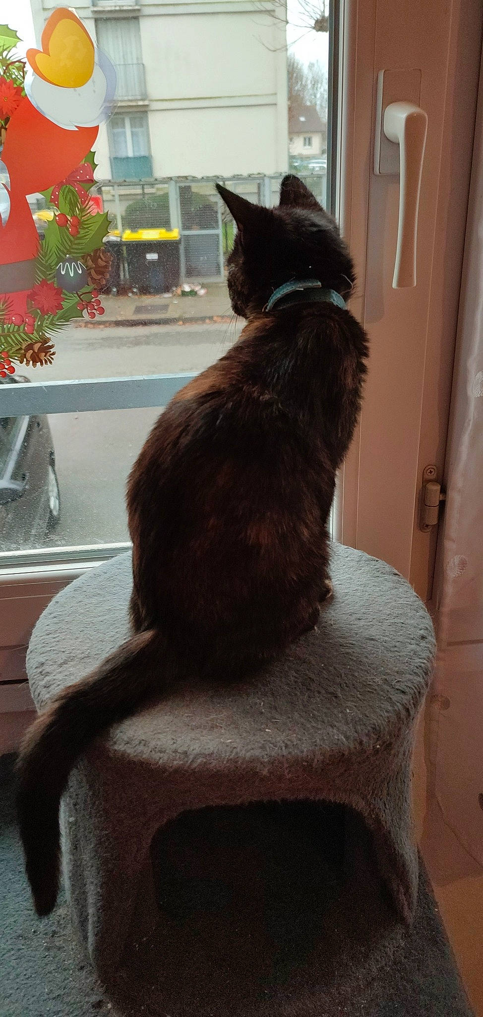 Thalya a rejoint le concours — aidez-le/la à gagner de superbes lots ! black_cat, brown, carnivore, cat, cat_supply, comfort, domestic_short_haired_cat, fawn, felidae, flower, flowerpot, fur, grey, houseplant, plant, small_to_medium_sized_cats, tail, whiskers, window, wood