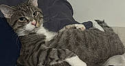 Cola is registered to the contest to win money with this photo: cat, tabby, pet, feline, indoor, couch, relaxed, white_paws, striped_fur, animal, cute, domestic_cat, resting, looking_at_camera, whiskers, ears, fur, paw, home, cozy