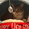 cat, tabby, pet, animal, tent, holiday, christmas, snowflake, blanket, red, blue, cozy, cute, indoor, fur, whiskers, paws, resting, soft, warm
