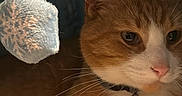 Junior is registered to the contest to win money with this photo: cat, orange_cat, white_fur, pet, domestic_animal, feline, whiskers, collar, bell, indoor, cozy, blanket, soft_toy, close_up, cute, resting, animal_face, fur_texture, relaxed, warm_lighting