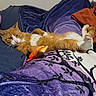 Junior is registered to the contest to win money with this photo: cat, orange_cat, white_cat, pet, sleepy, bed, blanket, purple_blanket, toy, relaxed, indoor, feline, cozy, resting, comfort, animal, cute, paw, whiskers, fur