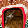 Junior joined the competition — help win amazing prizes! cat, ginger_cat, pet_bed, gingerbread_house, indoor, cozy, plush, holiday, decor, window, feline, orange_cat, white_fur, relaxed, cute, animal, companion, soft, resting, collar