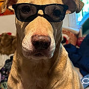 Farrah is registered to the contest to win money with this photo: dog, sunglasses, indoor, pet, animal, brown_dog, portrait, close_up, face, furniture, window, poster, light, expressionless, canine, nose, ears, fur, background, casual