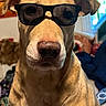 dog, sunglasses, indoor, pet, animal, brown_dog, portrait, close_up, face, furniture, window, poster, light, expressionless, canine, nose, ears, fur, background, casual