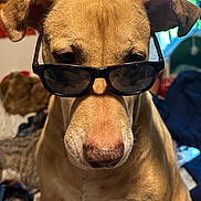 Farrah is registered to the contest to win money with this photo: animal, canine, close_up, cool, cute, dog, ears, expression, eyewear, face, furniture, house, indoor, light, nose, pet, portrait, sunglasses, tan_fur, window
