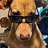 dog, sunglasses, pet, animal, indoor, tan_fur, close_up, portrait, cute, cool, canine, face, ears, nose, eyewear, house, furniture, window, light, expression