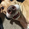 Farrah is registered to the contest to win money with this photo: dog, canine, smile, teeth, close_up, pet, animal, brown_fur, nose, whiskers, indoor, carpet, playful, funny, face, cute, expression, domestic_animal, muzzle, friendly