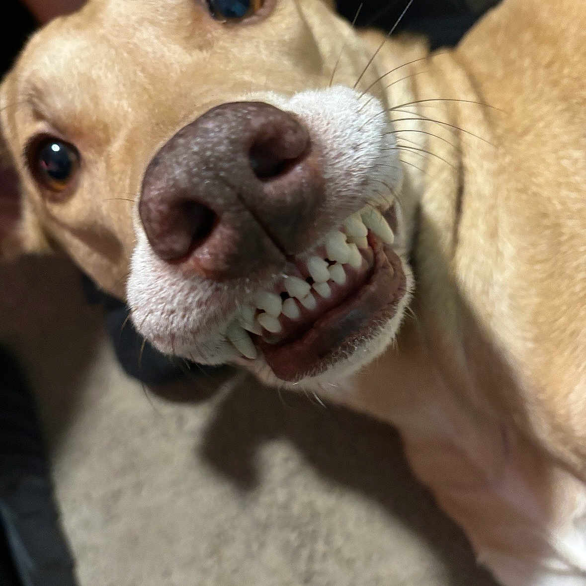 Farrah