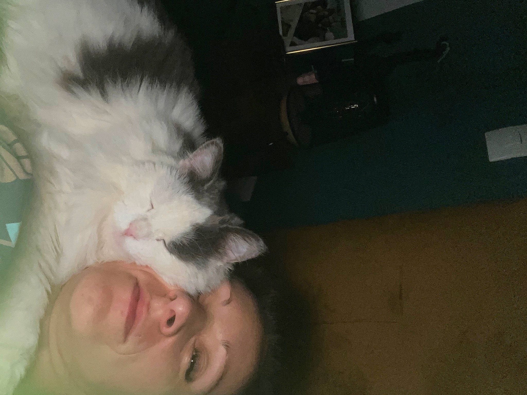 Roméo participe au concours pour gagner de l'argent avec cette photo : beard, canidae, carnivore, cat, comfort, companion_dog, dog_breed, ear, felidae, fun, fur, gesture, mammal, nose, small_to_medium_sized_cats, smile, snout, tail, vertebrate, whiskers