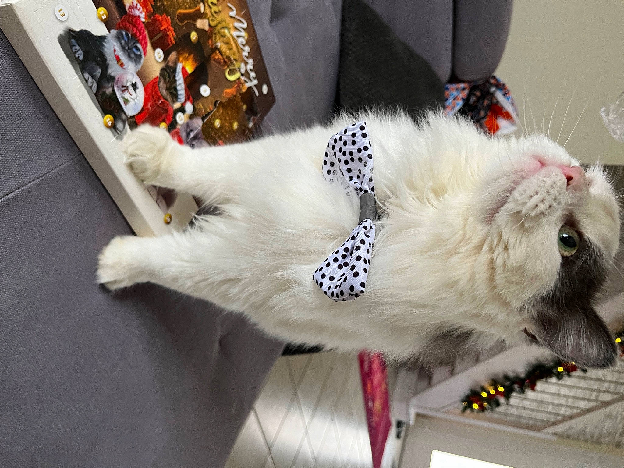 Roméo a rejoint le concours — aidez-le/la à gagner de superbes lots ! carmine, carnivore, cat, claw, collar, companion_dog, dog_breed, felidae, foot, fur, paw, small_to_medium_sized_cats, snout, tail, whiskers