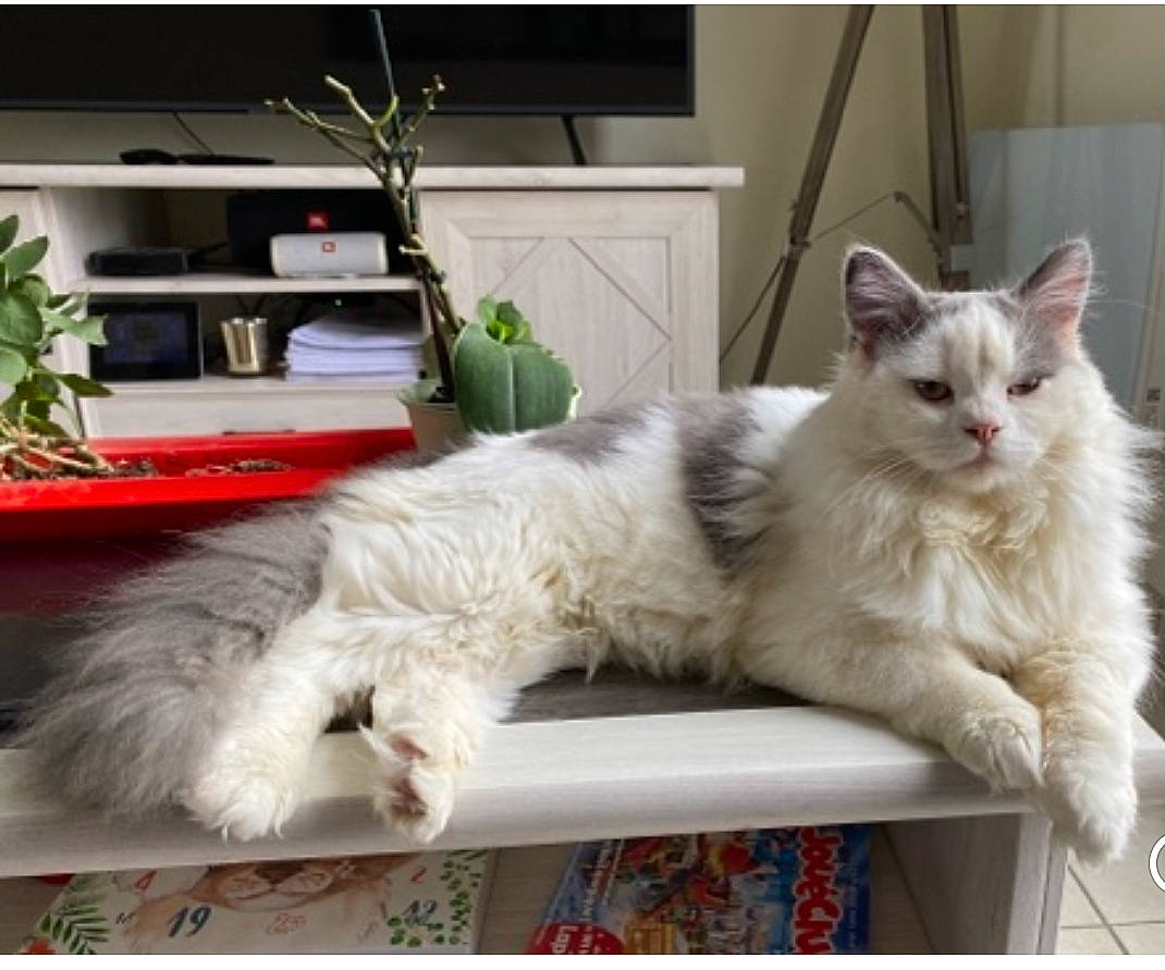 Roméo participe au concours pour gagner de l'argent avec cette photo : british_longhair, carnivore, cat, claw, comfort, companion_dog, felidae, fur, houseplant, paw, plant, ragdoll, rectangle, small_to_medium_sized_cats, tail, whiskers, window
