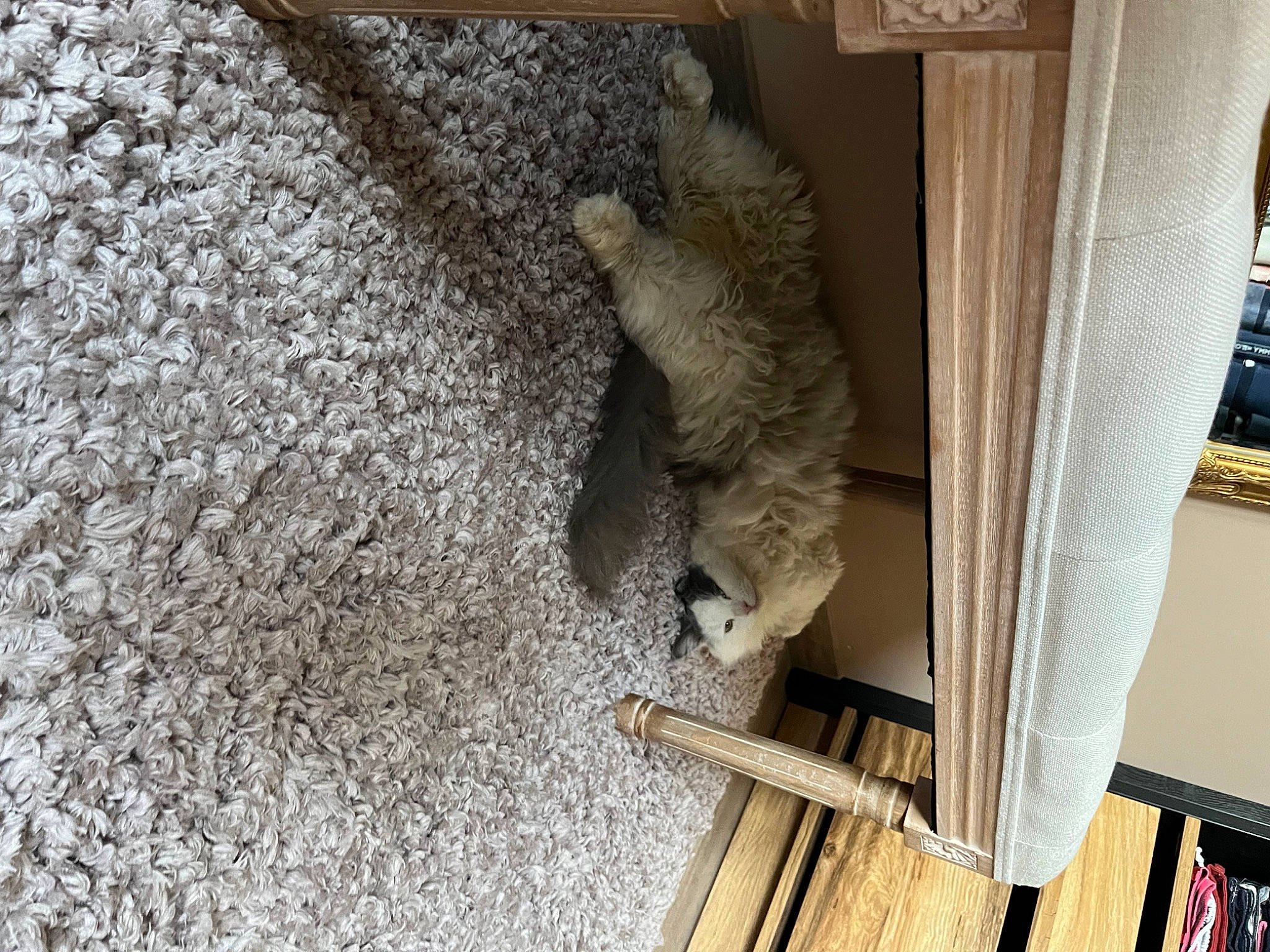 Roméo participe au concours pour gagner de l'argent avec cette photo : art, chair, concrete, curtain, door, felidae, flooring, fur, hardwood, plank, plywood, room, sash_window, sculpture, small_to_medium_sized_cats, soil, window, wood, wood_flooring, wood_stain