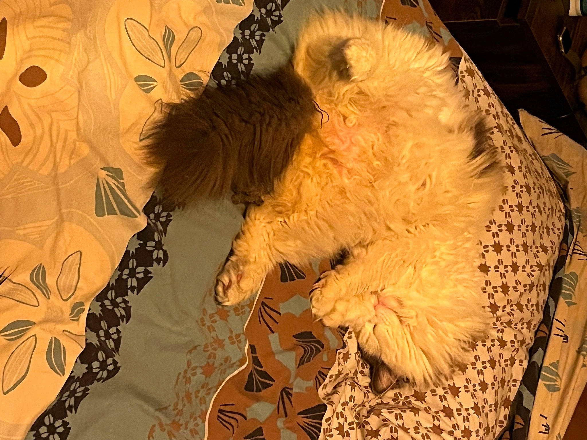 Roméo a rejoint le concours — aidez-le/la à gagner de superbes lots ! art, comfort, companion_dog, fashion_design, feather, fur, fur_clothing, linens, natural_material, pattern, paw, peach, room, tail, visual_arts