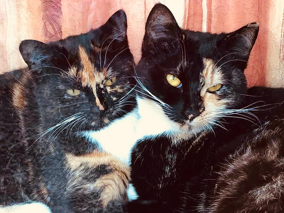 Cannelle Et Paprika participe au concours pour gagner de l'argent avec cette photo : black_cat, carnivore, cat, comfort, domestic_short_haired_cat, ear, eye, felidae, fur, grass, head, iris, mammal, paw, small_to_medium_sized_cats, snout, tail, tree, vertebrate, whiskers