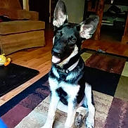 Kaiser Binx joined the competition — help win amazing prizes! dog, german_shepherd, puppy, indoor, carpet, floor, ears, tongue, pet, furniture, chair, wooden_floor, happy, sitting, collar, black_and_tan, home, living_room, cute, animal