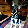 dog, german_shepherd, puppy, indoor, carpet, floor, ears, tongue, pet, furniture, chair, wooden_floor, happy, sitting, collar, black_and_tan, home, living_room, cute, animal
