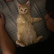 Princess is registered to the contest to win money with this photo: kitten, cat, orange_cat, pet, bed, plaid_bedspread, person, arms, lying_down, close_up, cozy, indoor, cute, furry, animal, sleepy, resting, domestic, young_cat, warm_lighting