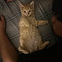 kitten, cat, orange_cat, pet, bed, plaid_bedspread, person, arms, lying_down, close_up, cozy, indoor, cute, furry, animal, sleepy, resting, domestic, young_cat, warm_lighting