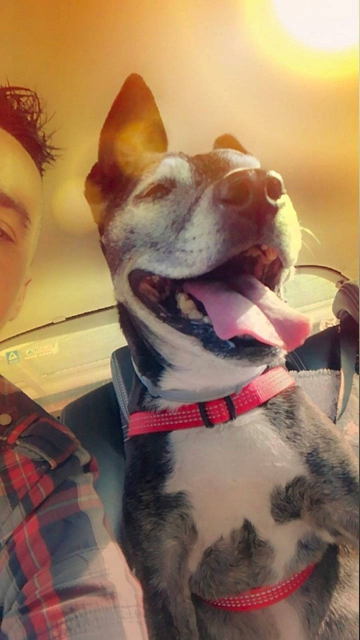 Layka a rejoint le concours — aidez-le/la à gagner de superbes lots ! carnivore, collar, companion_dog, dog, dog_breed, dog_collar, ear, fawn, felidae, happy, jaw, leash, mammal, selfie, snout, tail, tartan, vertebrate, whiskers, working_animal