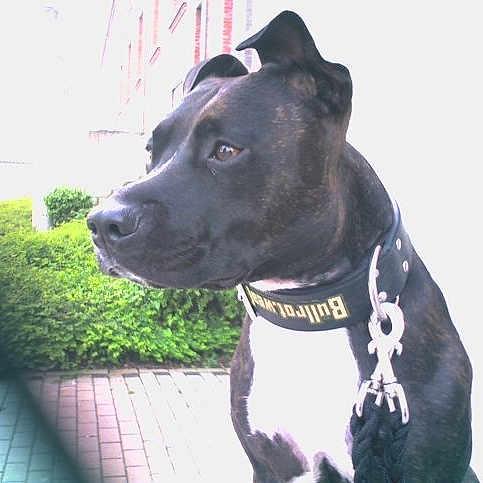 Layka