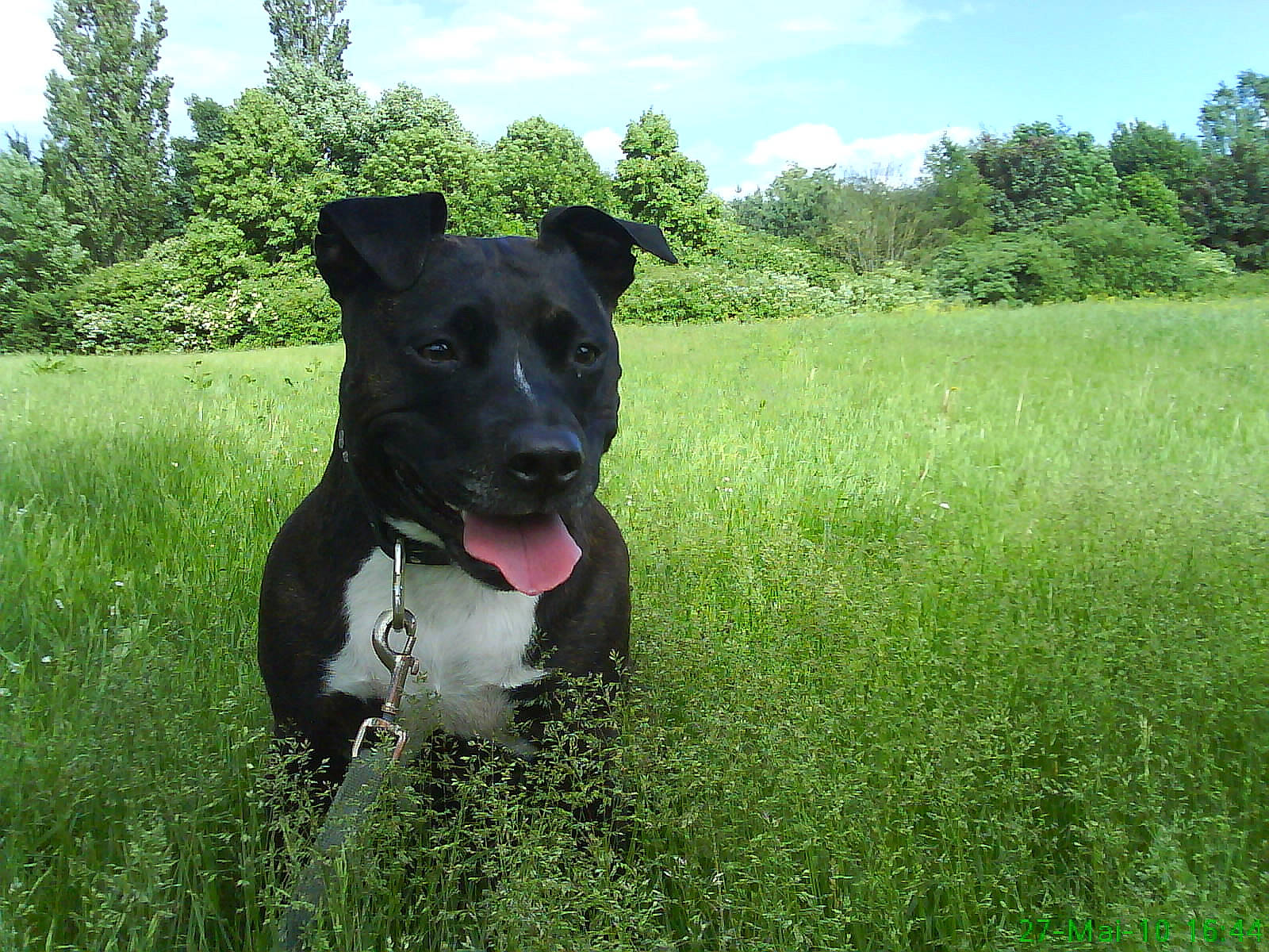 Layka participe au concours pour gagner de l'argent avec cette photo : american_staffordshire_terrier, canidae, carnivore, dog, dog_breed, grass, grassland, mammal, meadow, non_sporting_group, patterdale_terrier, plant, rare_breed_dog, sporting_group, staffordshire_bull_terrier, terrier, vertebrate