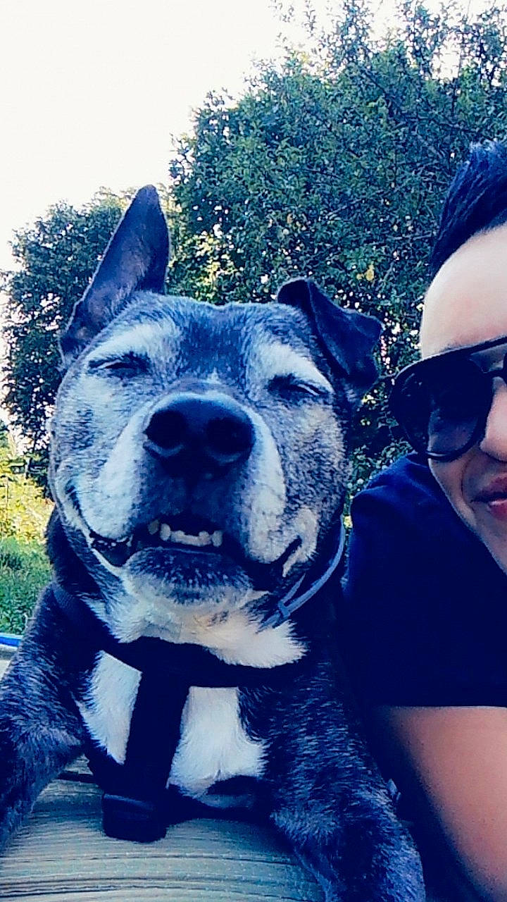 Layka participe au concours pour gagner de l'argent avec cette photo : baseball_cap, cap, carnivore, companion_dog, cool, dog, dog_breed, electric_blue, eyewear, fawn, goggles, grass, happy, hat, plant, snout, sporting_group, sunglasses, tree, working_animal